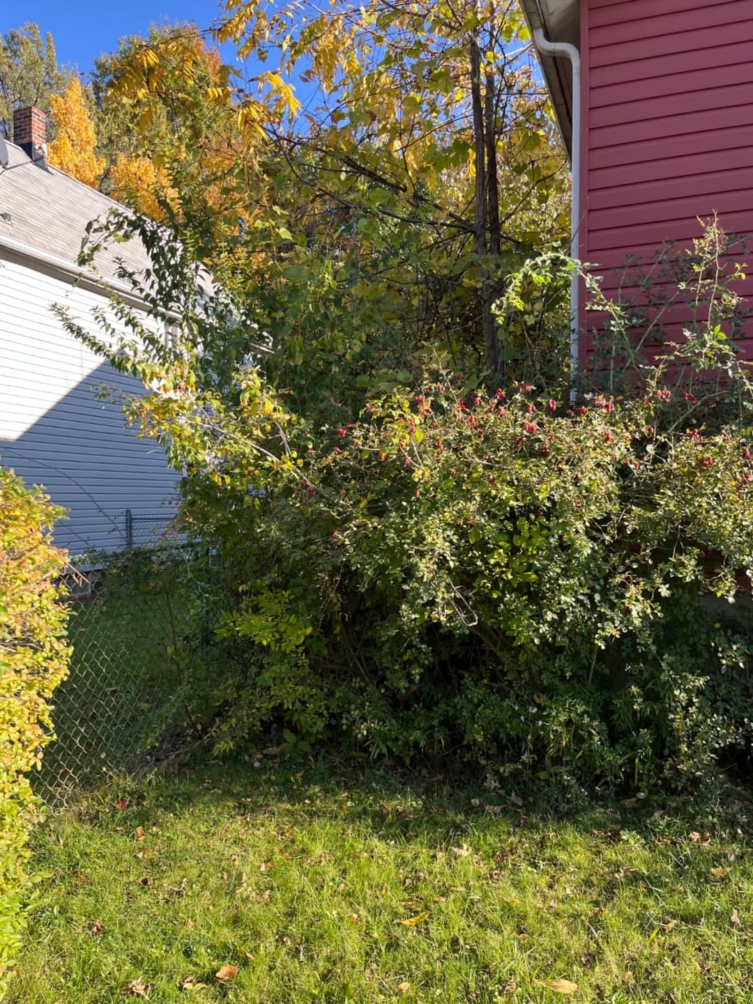 Tree removal in progress beside Cleveland home with branches cleared from yard