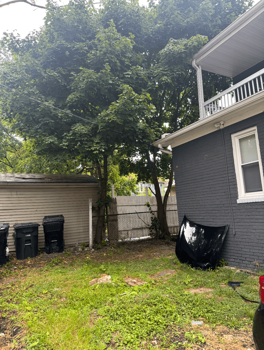 Backyard before tree removal with overgrown areas and unmaintained ground